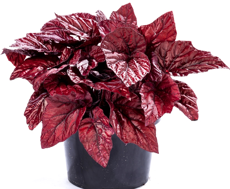B. ‘Shadow King series ‘Lava Red’